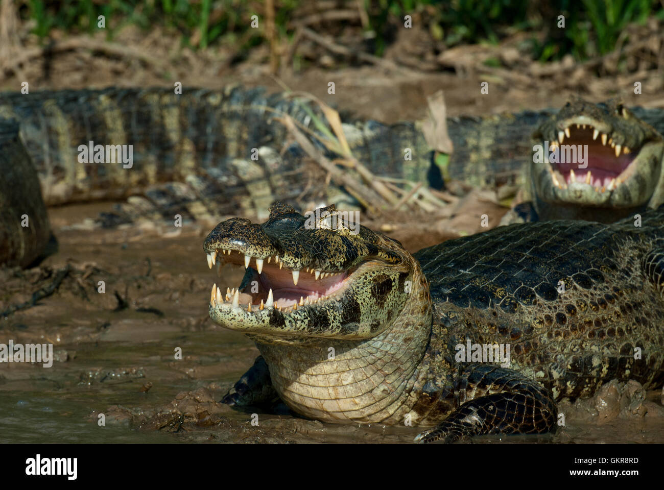 Caimano Yacare (yacare Caimano) su un argine bocca (schiusi) di termoregolazione del Pantanal, Brasile Foto Stock