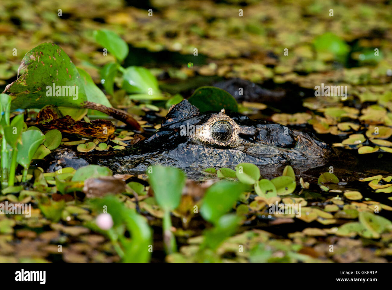 Close-up colpo di testa di un caimano Yacare (yacare Caimano) in uno stagno del Pantanal, Brasile Foto Stock