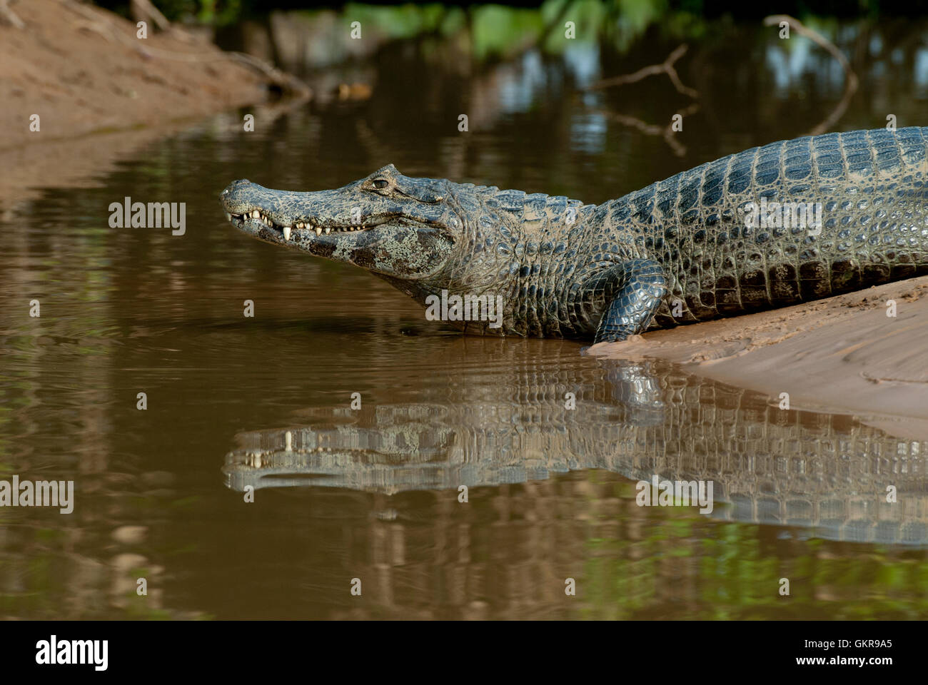 Caimano Yacare (yacare Caimano) su un argine del Pantanal, Brasile Foto Stock