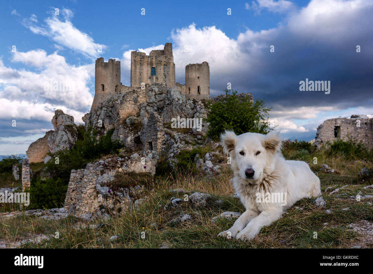 Una Maremma sheepdog di fronte alla Rocca Calascio, Gran Sasso, Abruzzo, Italia Foto Stock