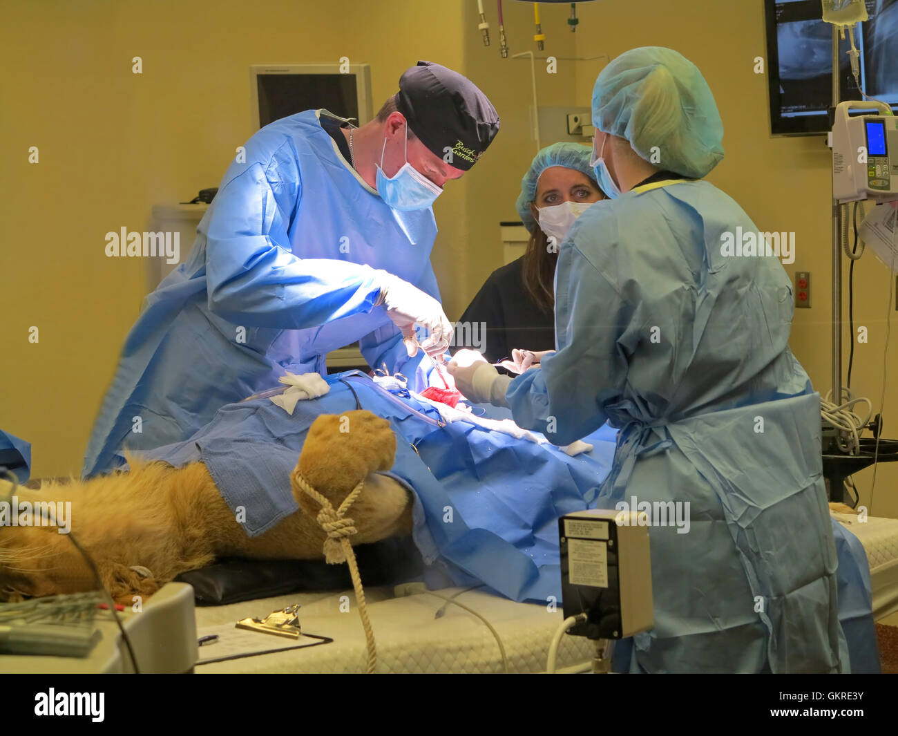 Tampa, Florida. Il 3 maggio 2015. I veterinari al Busch Gardens Tampa la sutura dello stomaco di una leonessa il 3 maggio 2015 a Tampa, Florida Foto Stock