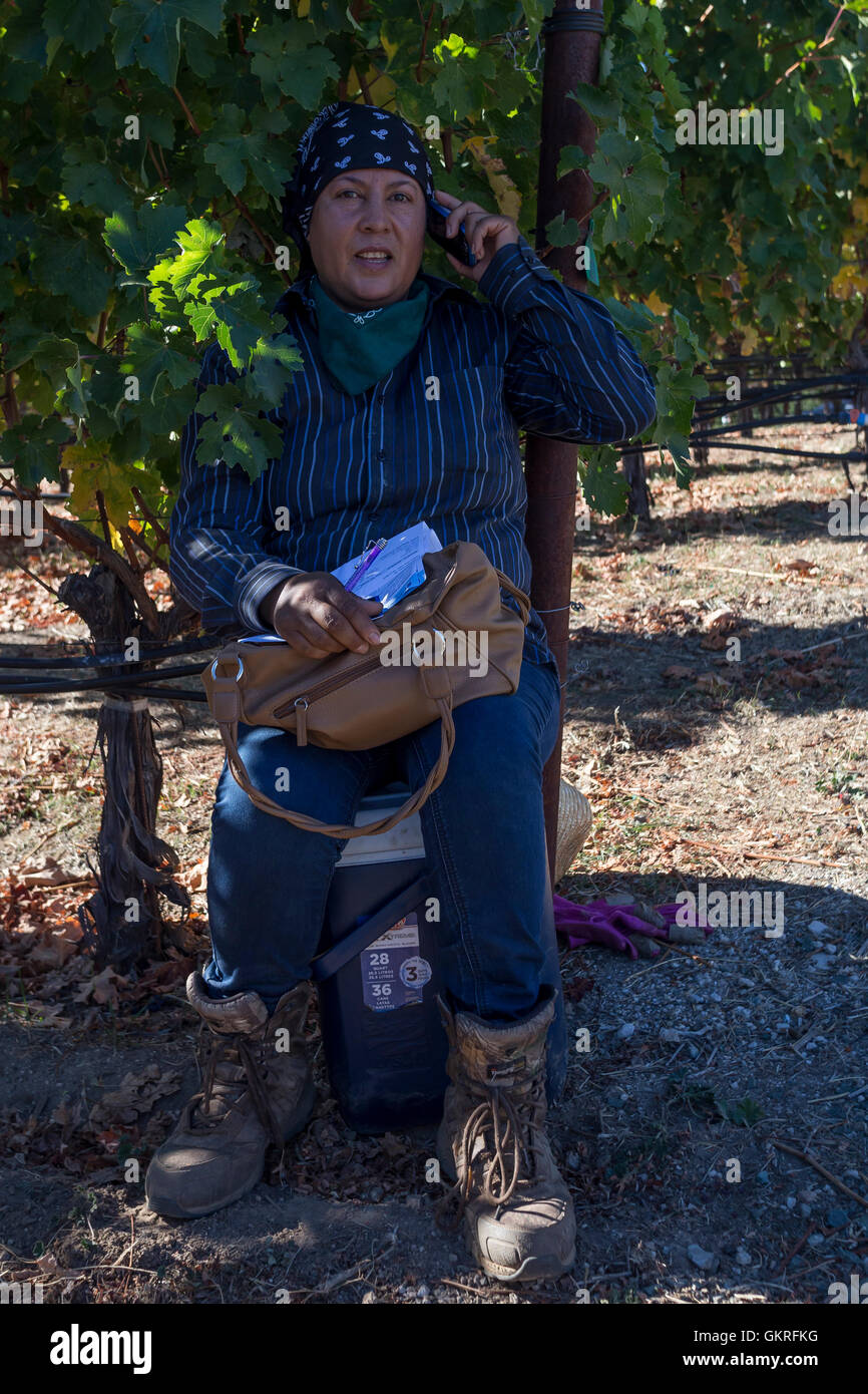 Donna ispanica, cantina lavoratore, operaio della vigna, parlando al cellulare, vigneti a scacchiera, Diamond Mountain, Calistoga, Napa Valley, California Foto Stock