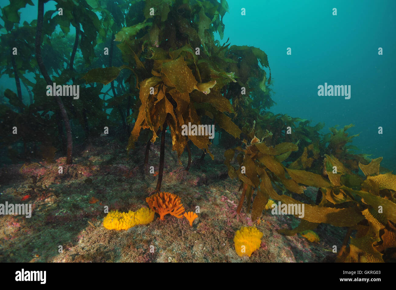 Spugne colorate tra brown kelp Ecklonia radiata nell'Oceano Pacifico meridionale. Foto Stock