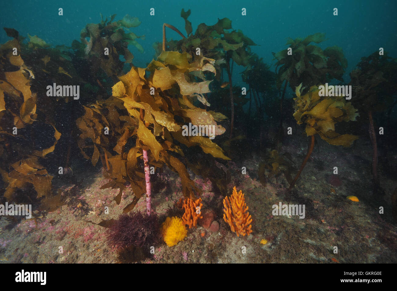 Spugne e kelp in oceano Pacifico meridionale Foto Stock