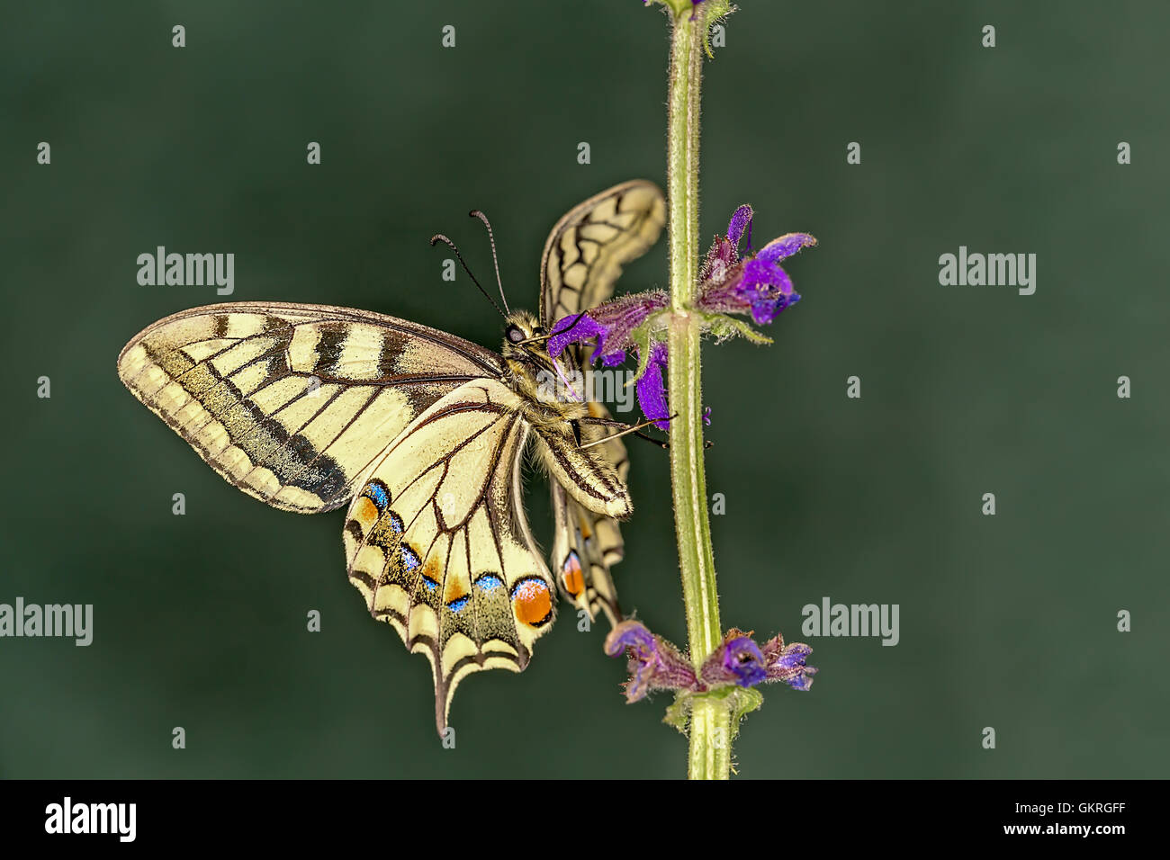 Il vecchio mondo coda forcuta (Papilio machaon) è una farfalla della famiglia Papilionidae. La farfalla è anche noto come il comune yel Foto Stock
