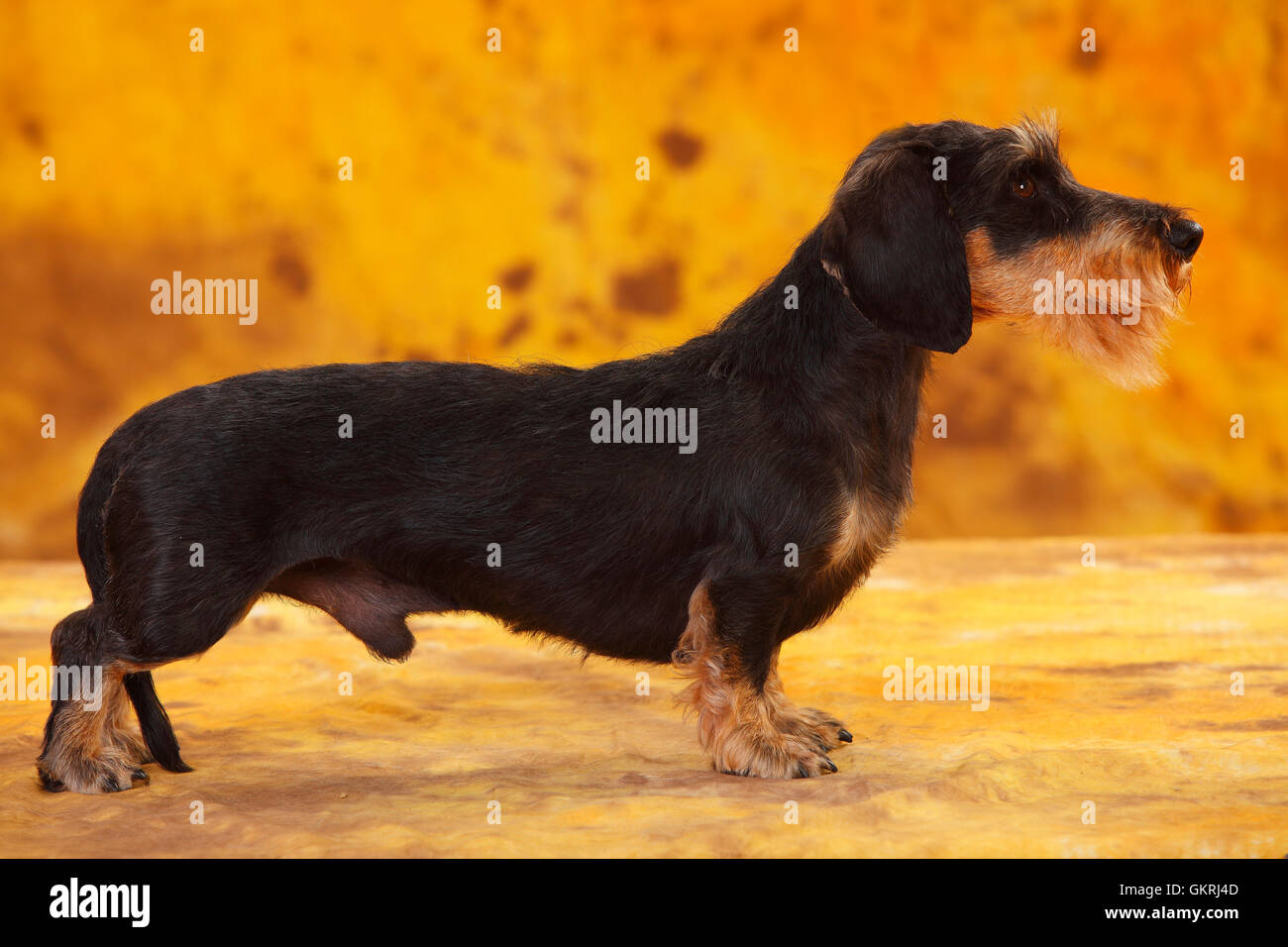 Miniatura Wirehaired Bassotto|Zwergrauhaardackel, Ruede Foto Stock