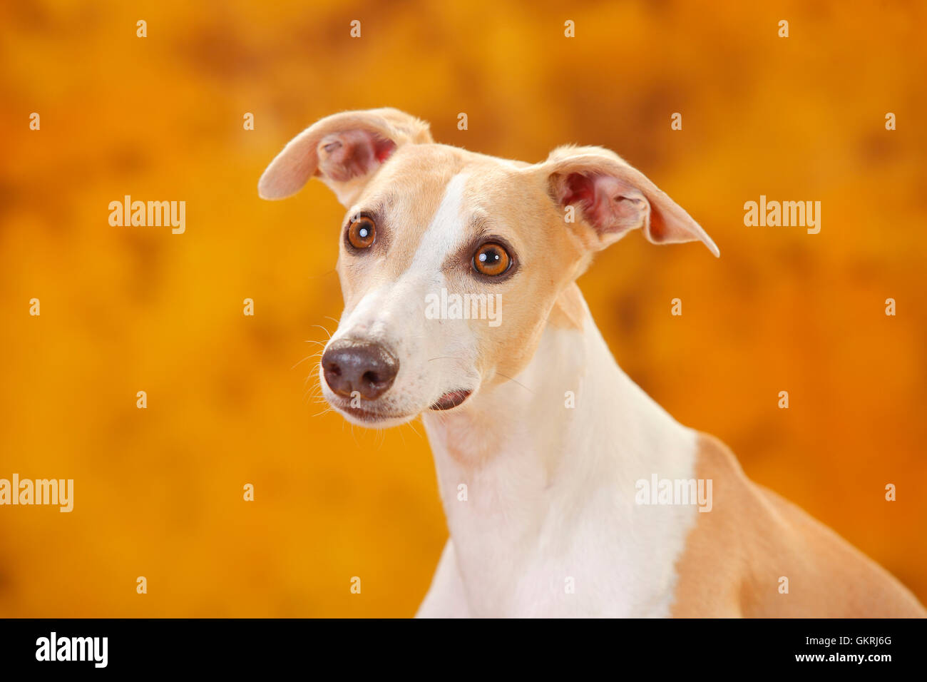Il whippet maschio|Whippet, Ruede Foto Stock