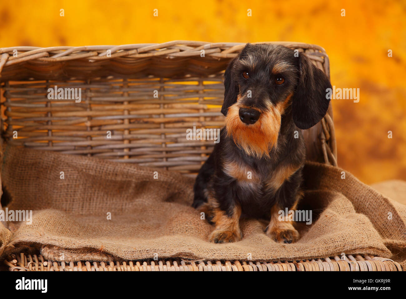 Miniatura Wirehaired Bassotto|Zwergrauhaardackel Foto Stock