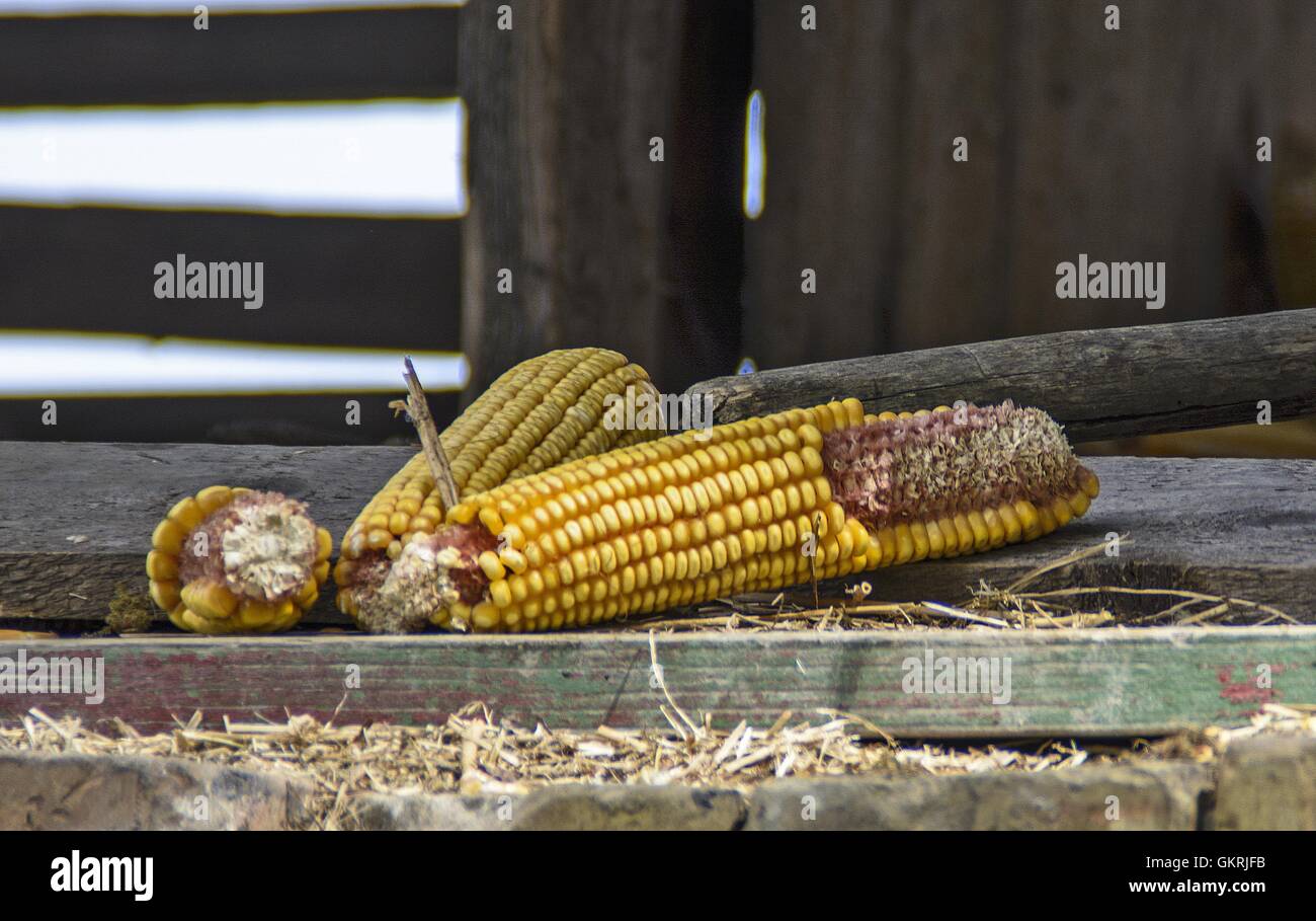 Diversi di tutoli di mais in piedi nel vano della porta del borgo vecchio fienile. Foto Stock