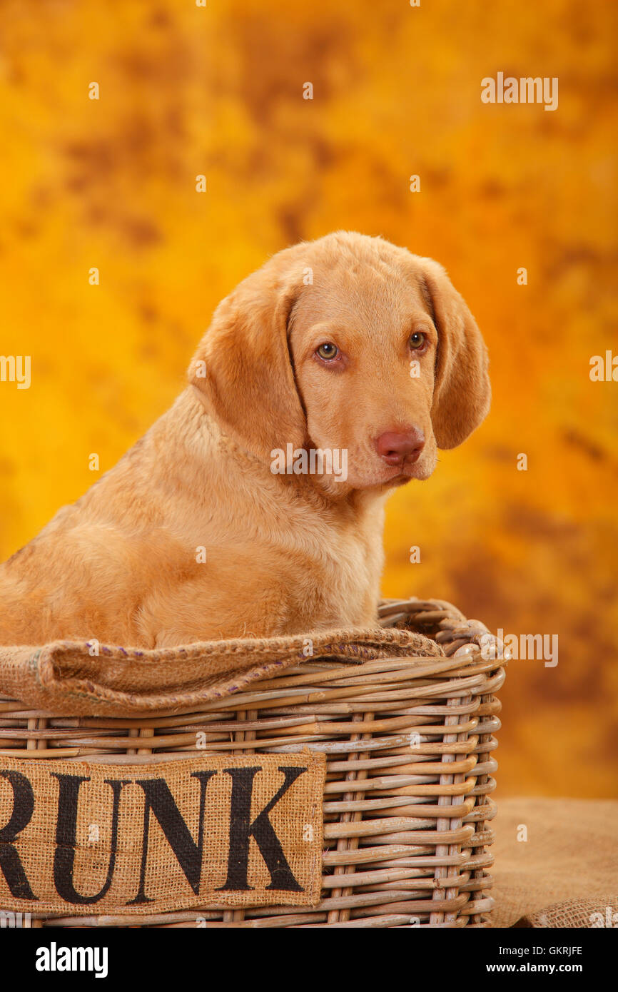 Chesapeake Bay Retriever, cucciolo, dieci settimane|Chesapeake Bay Retriever, Welpe, 10 Wochen Foto Stock
