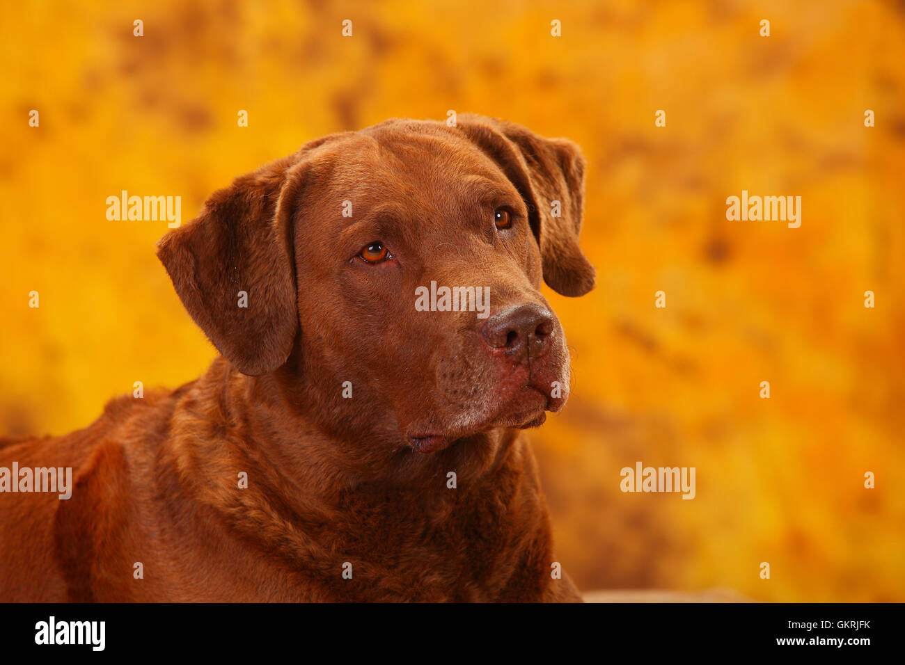 Chesapeake Bay Retriever, cane maschio, 6 anni|Chesapeake Bay Retriever, Ruede, 6 Jahre Foto Stock