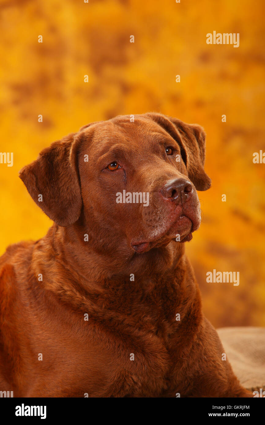 Chesapeake Bay Retriever, cane maschio, 6 anni|Chesapeake Bay Retriever, Ruede, 6 Jahre Foto Stock