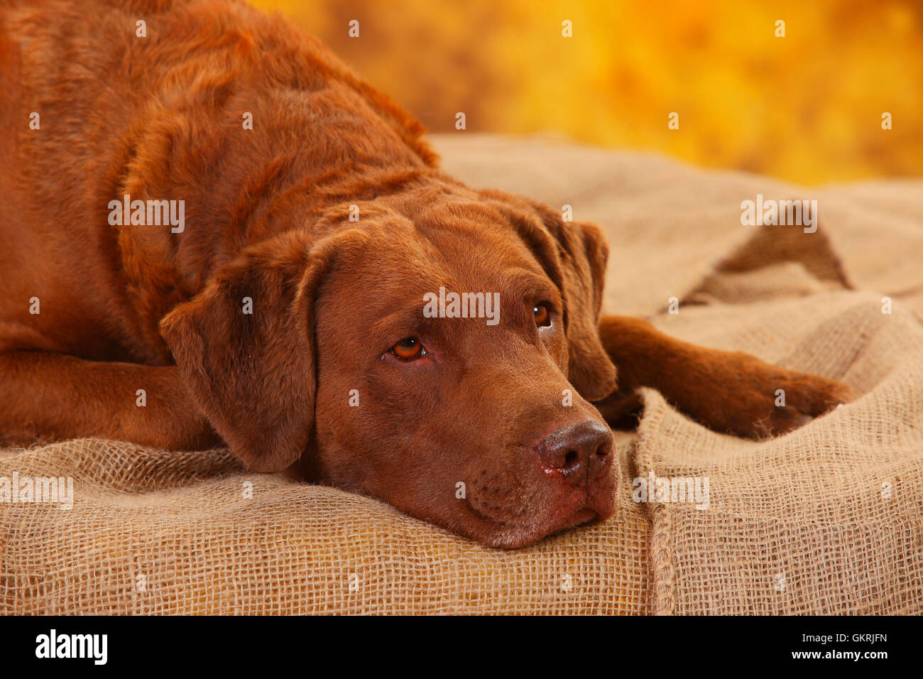Chesapeake Bay Retriever, cane maschio, 6 anni|Chesapeake Bay Retriever, Ruede, 6 Jahre Foto Stock