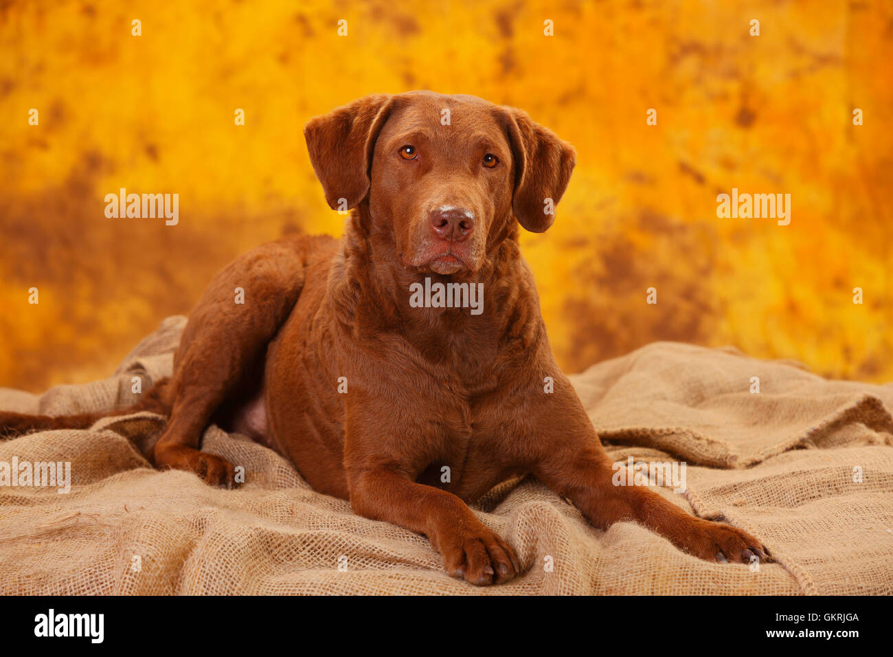 Chesapeake Bay Retriever, cagna|Chesapeake Bay Retriever, Huendin Foto Stock