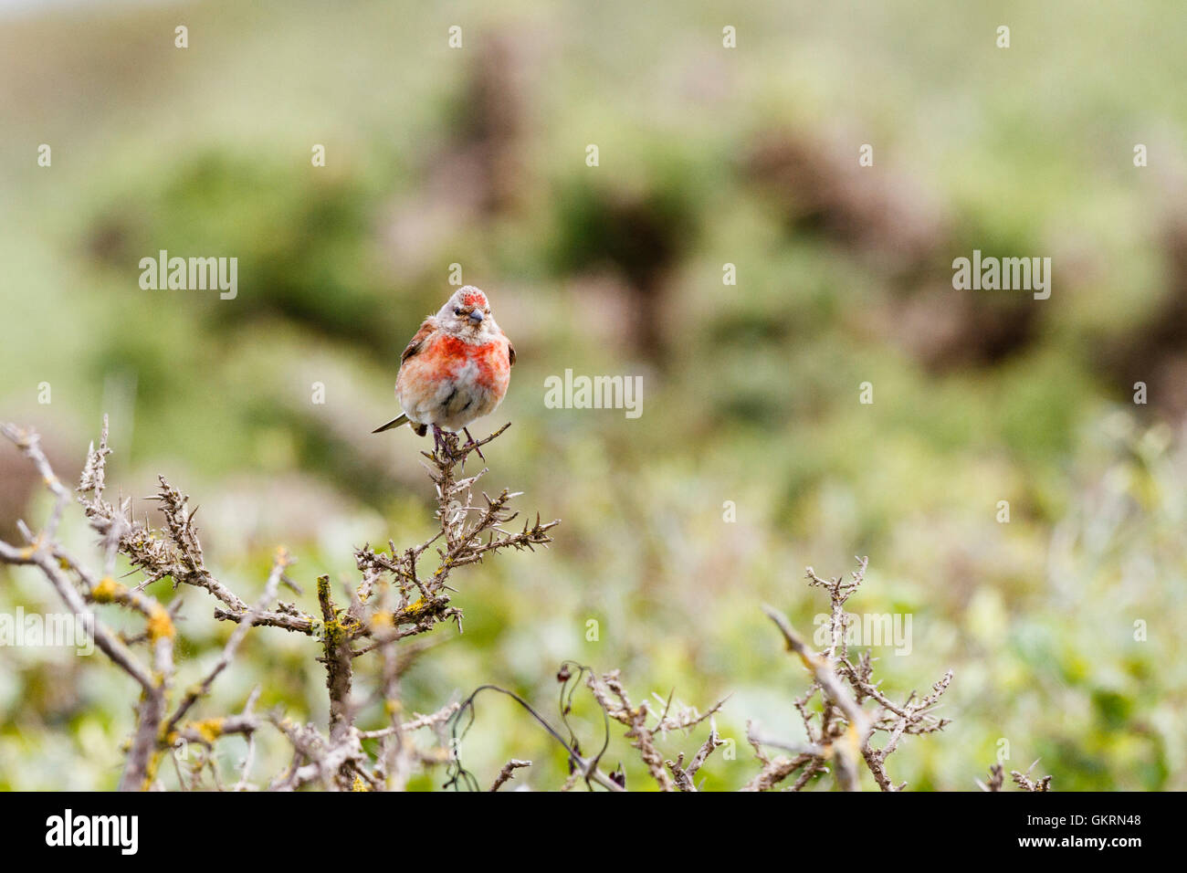 Linnet (Carduelis cannabina) East Sussex, England, Regno Unito Foto Stock