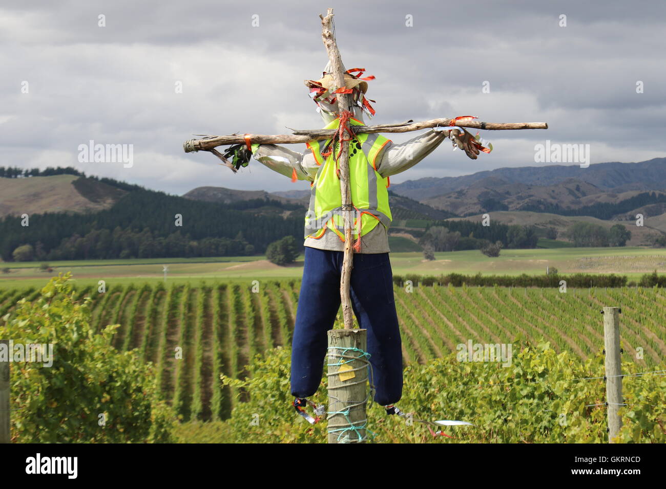 Lo Spaventapasseri presso i vigneti dei vini Churton, Waihopai Valley, Marlborough, Nuova Zelanda Foto Stock