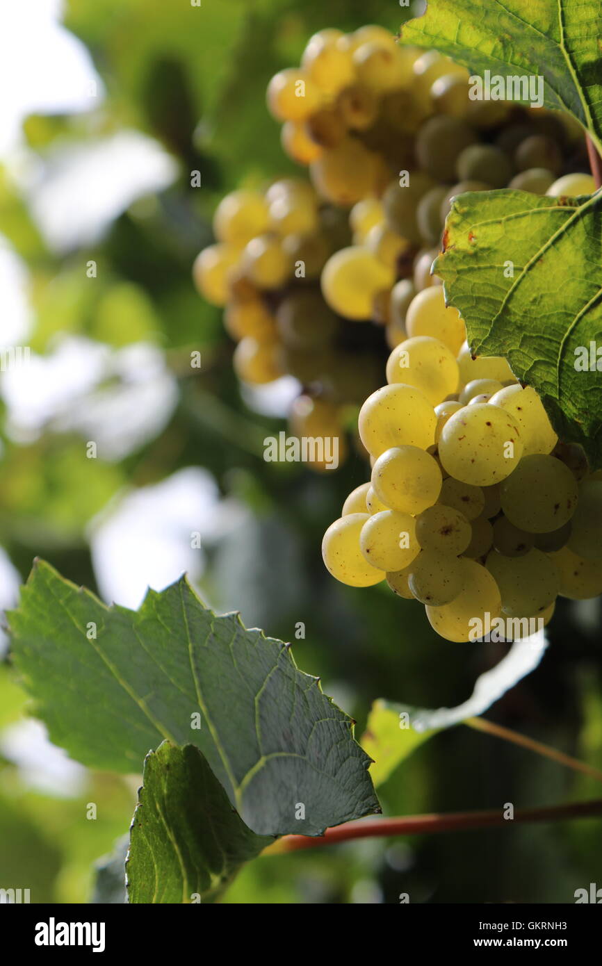 Vino bianco di uve a Saint Clair Vini, Marlborough, Nuova Zelanda Foto Stock