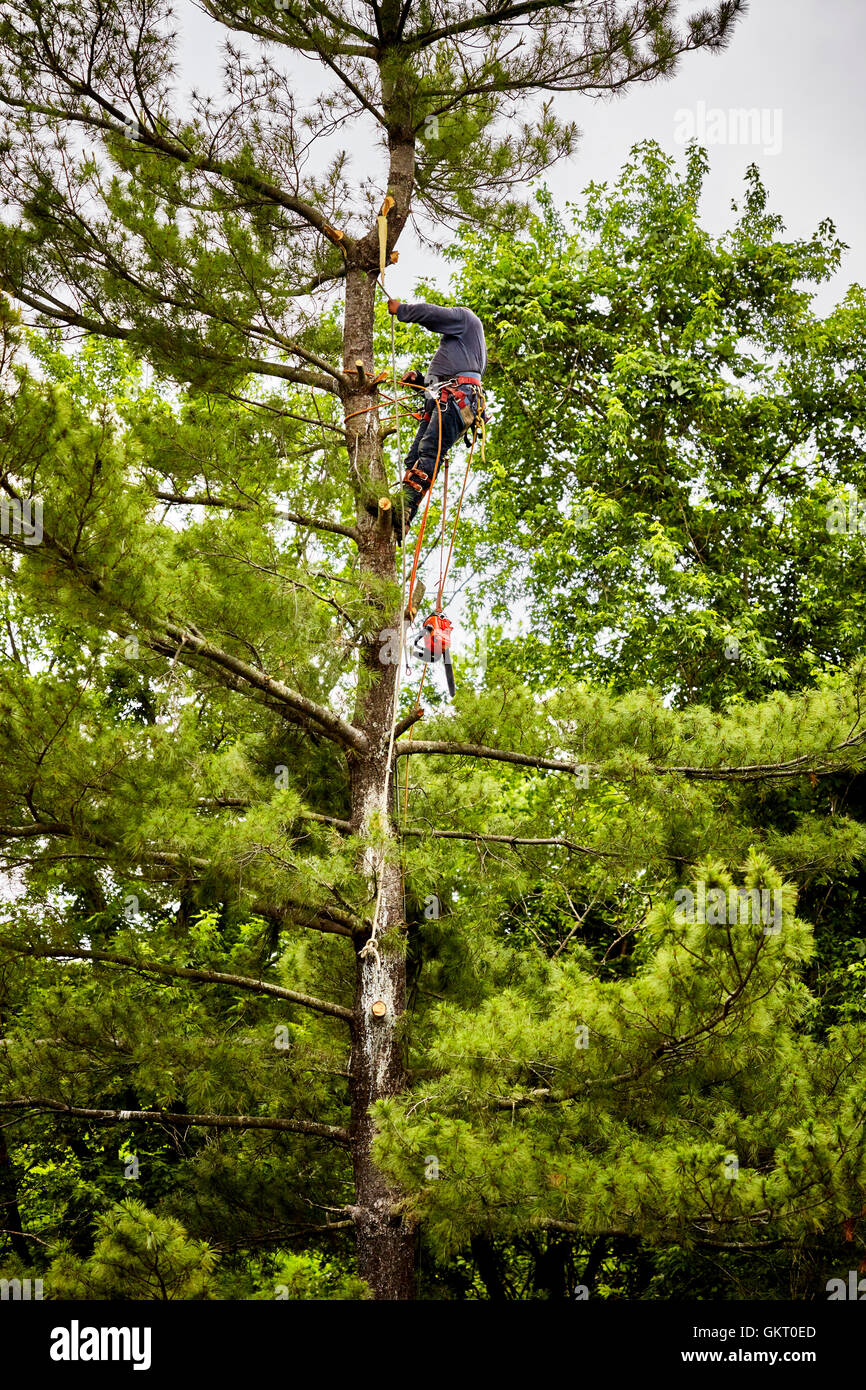 Struttura professionale trimmer preparando per tagliare gli arti su un tall pine tree Foto Stock