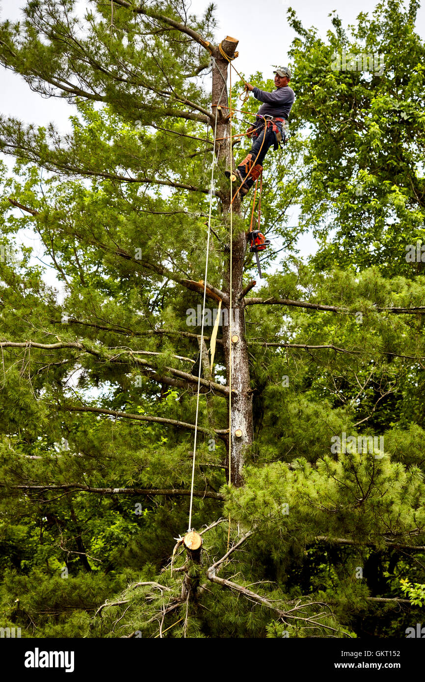 Struttura professionale trimmer abbassando il taglio alto di pino a terra con funi Foto Stock