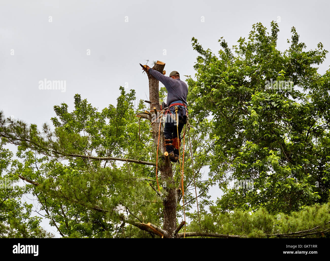 Struttura professionale trimmer il taglio della parte superiore del tronco di un albero con una sega a catena Foto Stock