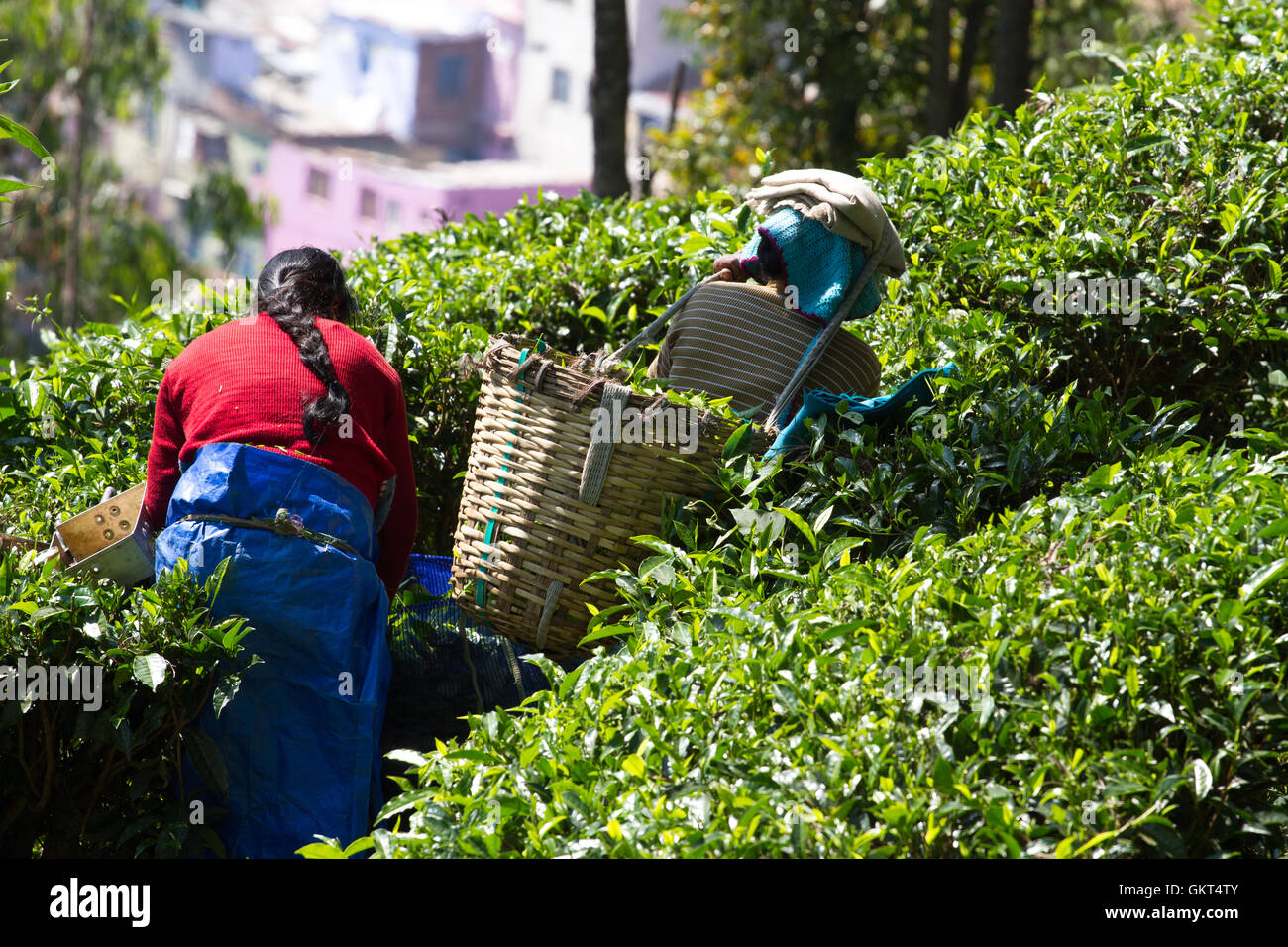 Coonoor , nello Stato del Tamil Nadu, India, Marzo 22, 2015: donna non identificato raccogliere tea dalla piantagione Foto Stock