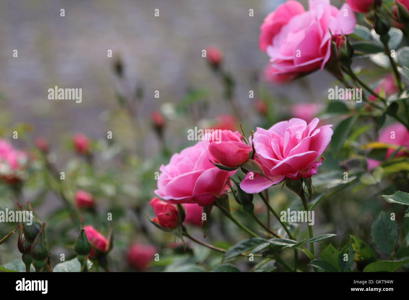 Cespuglio di rose rosa Foto Stock