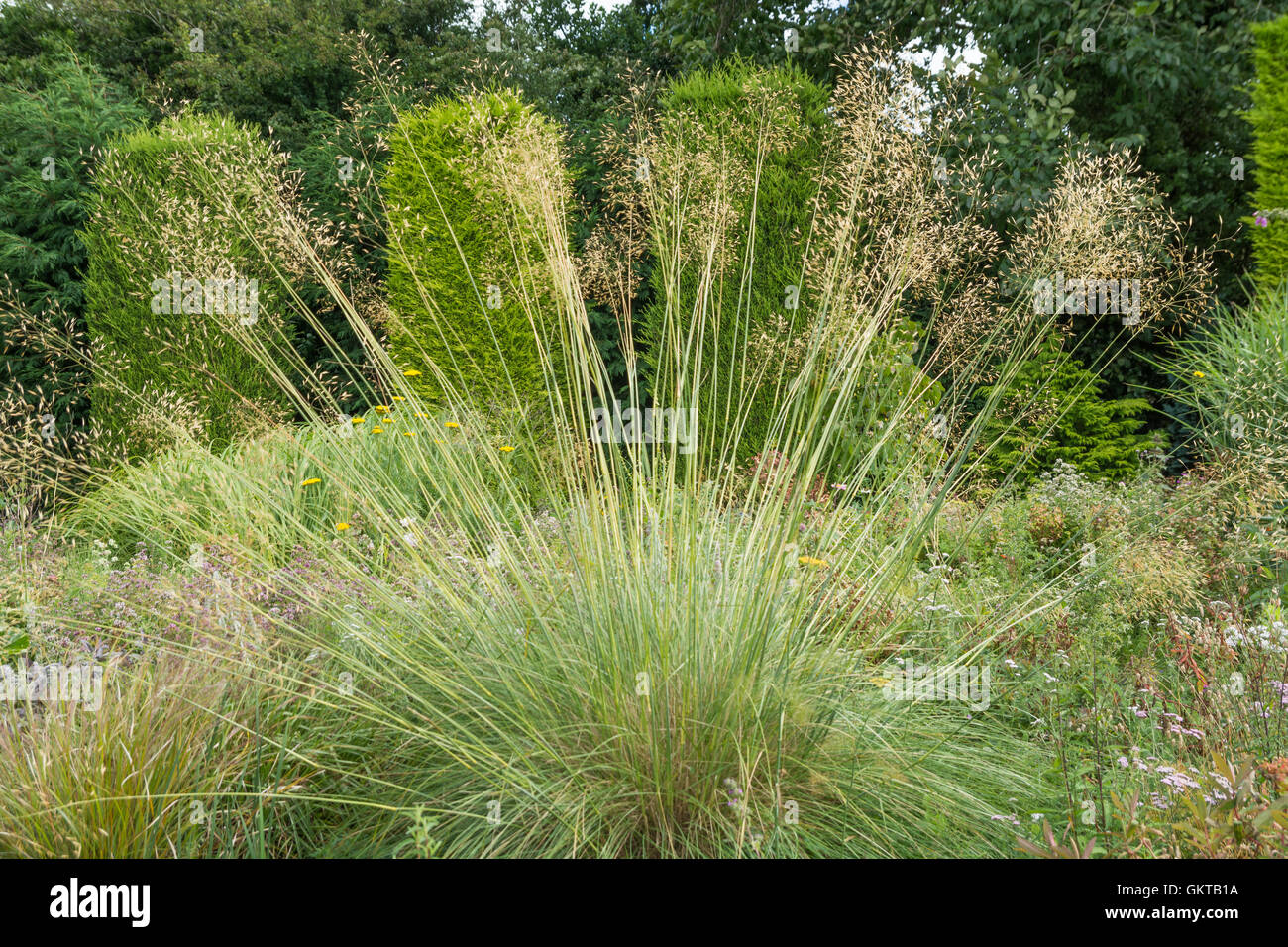 Stipa gigantea - giant graminacei Foto Stock