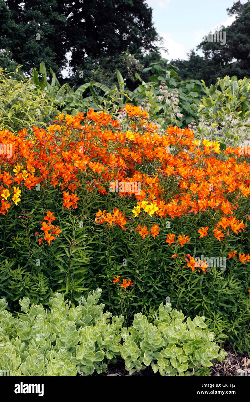 ALSTROEMERIA AUREA. Giglio PERUVIANO Foto Stock