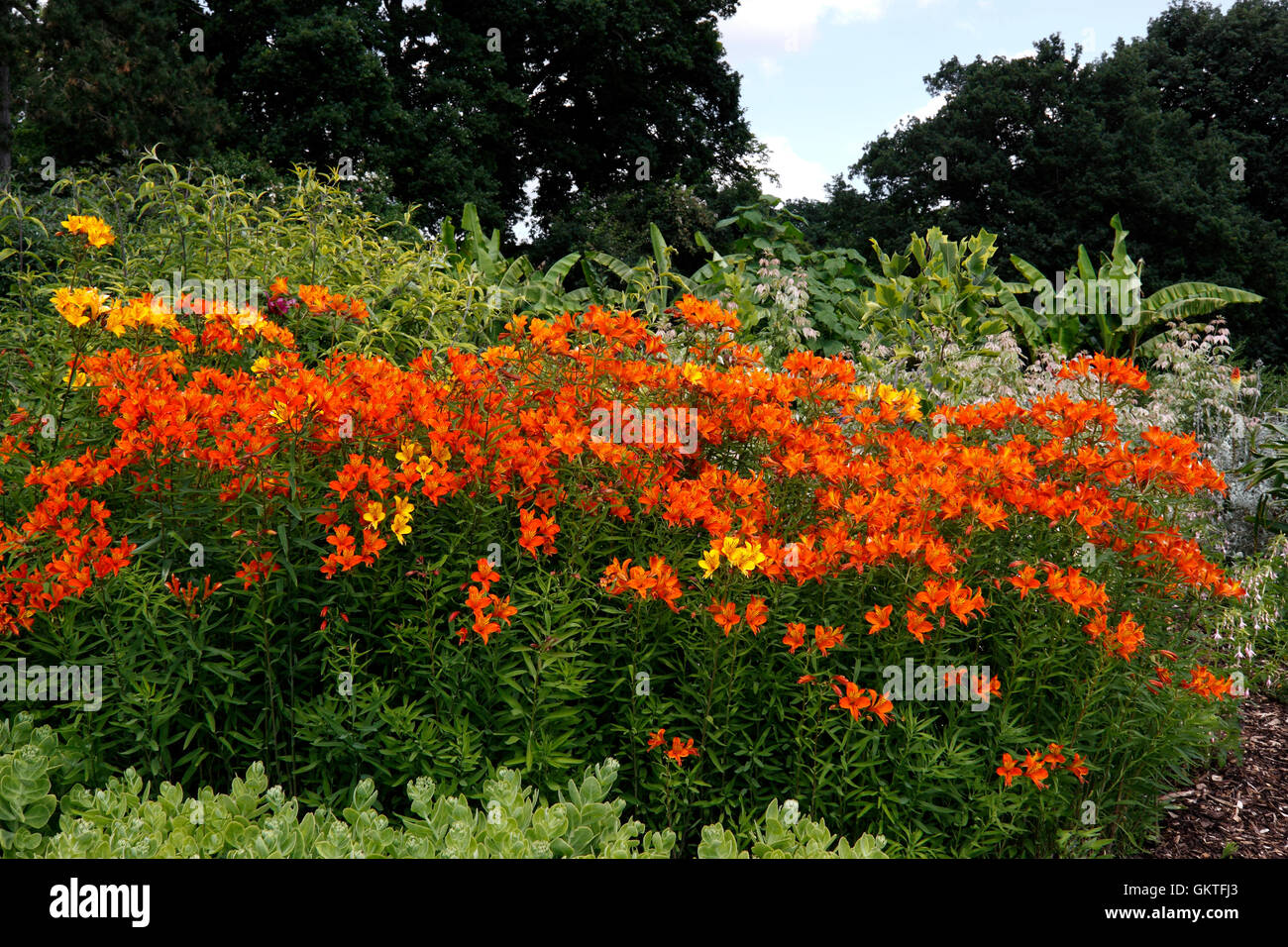 ALSTROEMERIA AUREA. Giglio PERUVIANO Foto Stock
