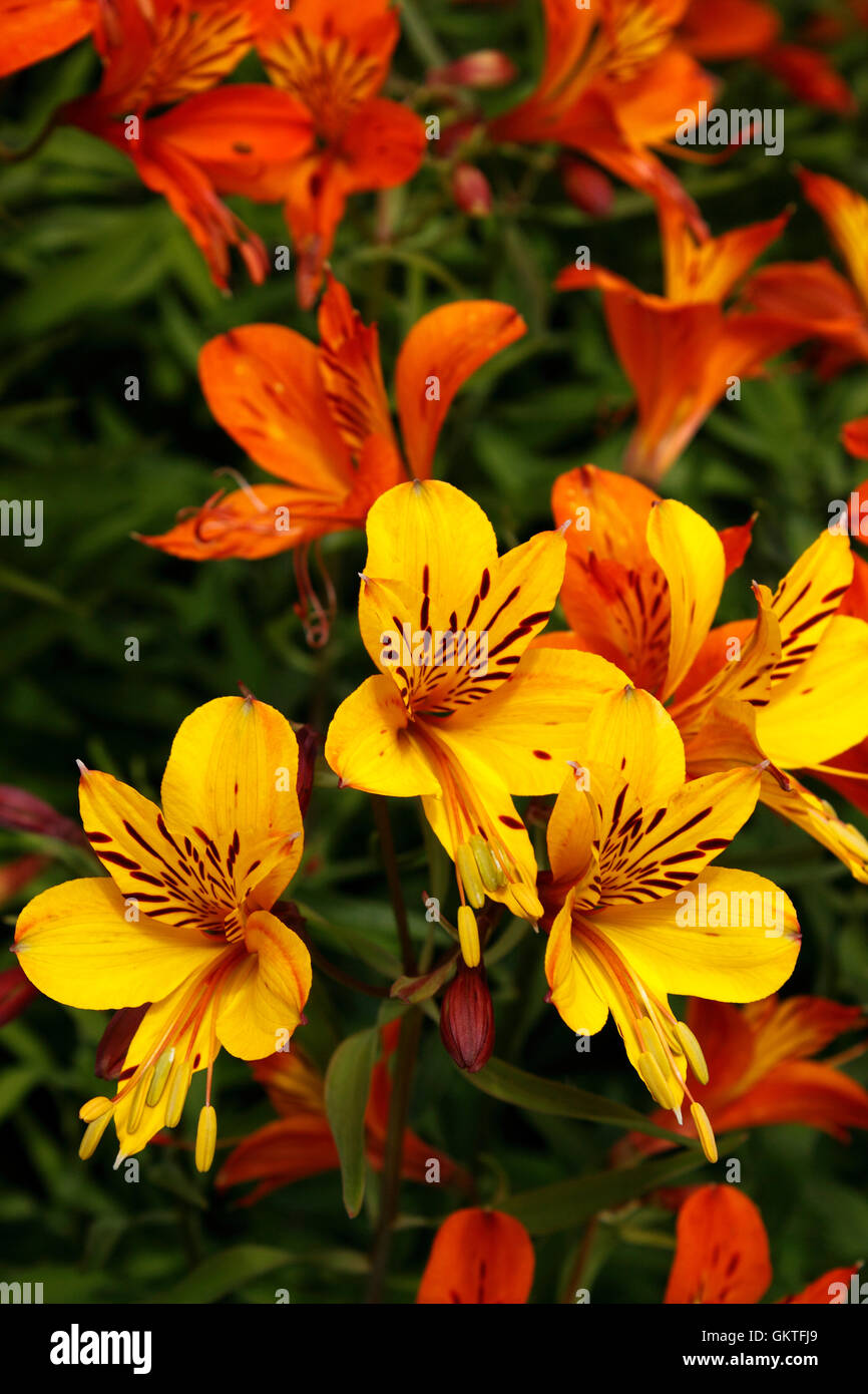 ALSTROEMERIA AUREA. Giglio PERUVIANO Foto Stock