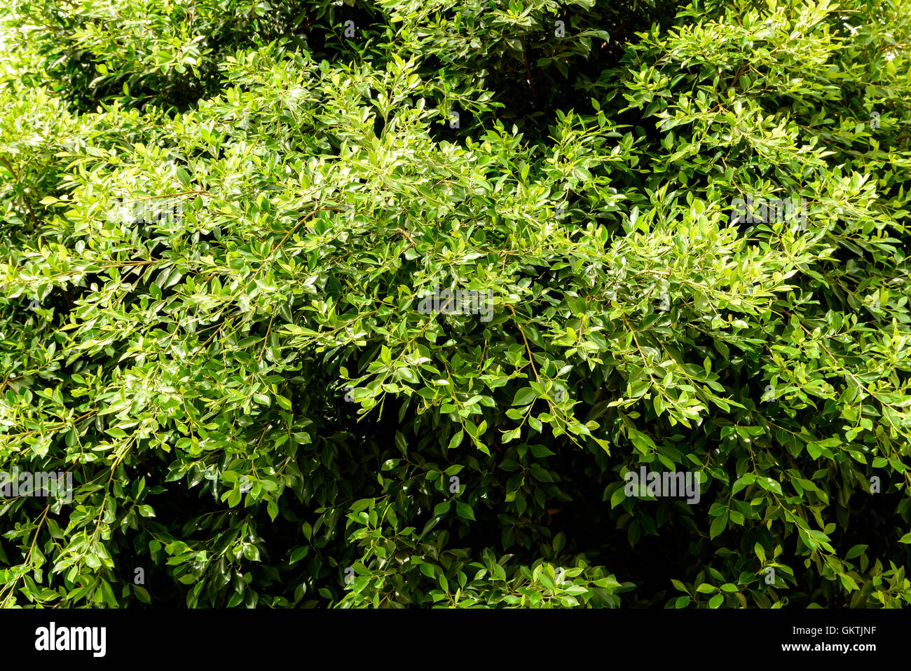 Albero verde fogliame in primavera Foto Stock