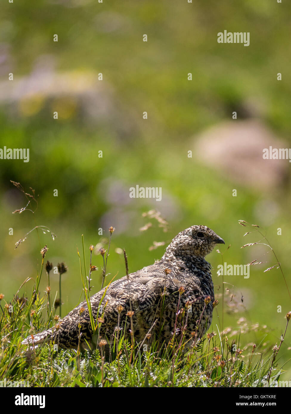 White-tailed ptarmigan (Lagopus leucura), Aka snow quaglia, montagne rocciose, Colorado. Foto Stock