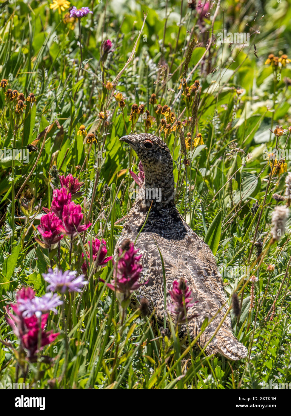 White-tailed ptarmigan (Lagopus leucura), Aka snow quaglia, montagne rocciose, Colorado. Foto Stock