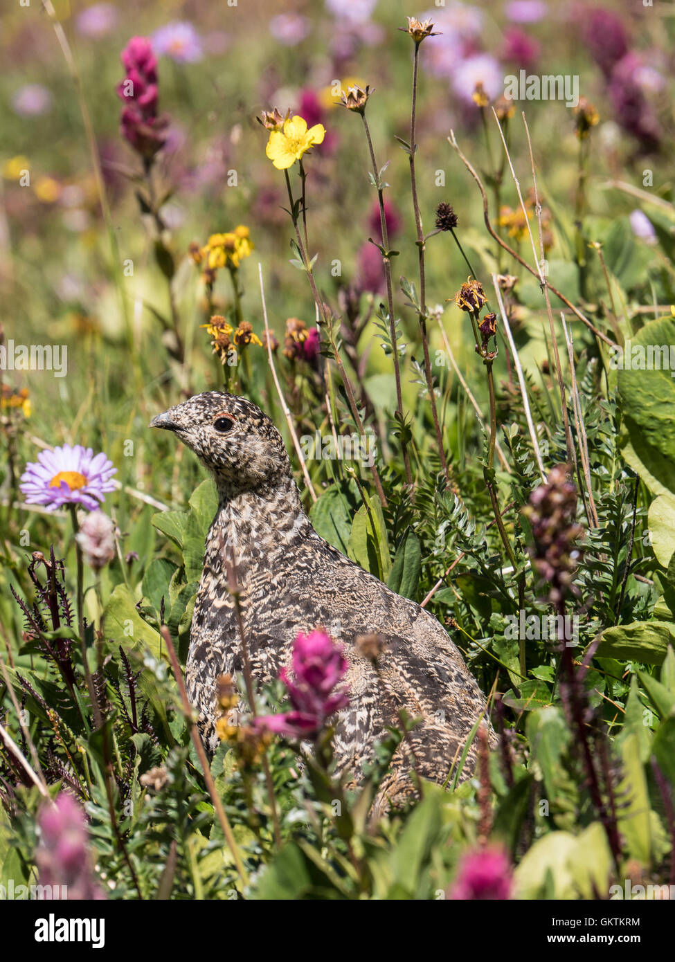 White-tailed ptarmigan (Lagopus leucura), Aka snow quaglia, montagne rocciose, Colorado. Foto Stock