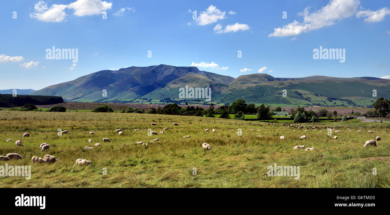 Gregge di pecore al pascolo in Threlkeld Foto Stock