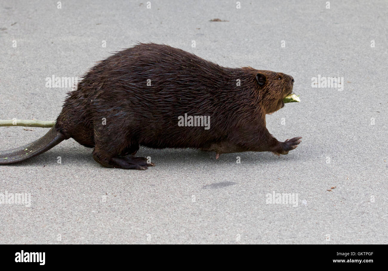 Isolato vicino immagine con una divertente Canadian beaver Foto Stock