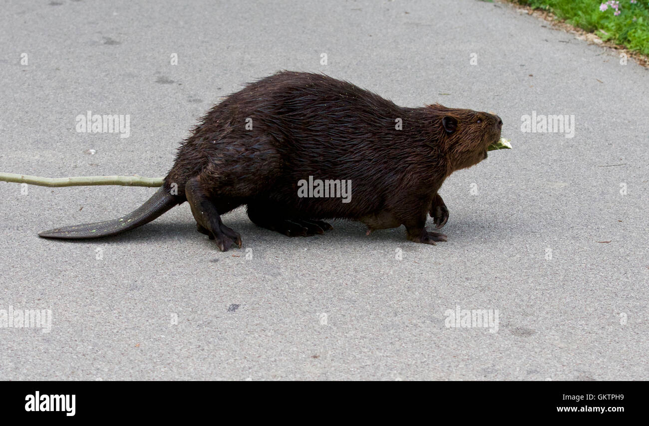 Isolato vicino immagine con una divertente Canadian beaver Foto Stock