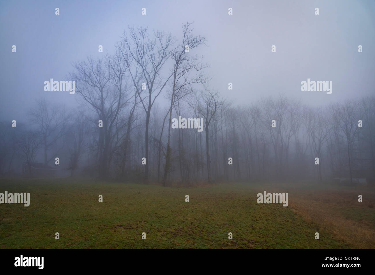 Campo di nebbia & Forest Foto Stock