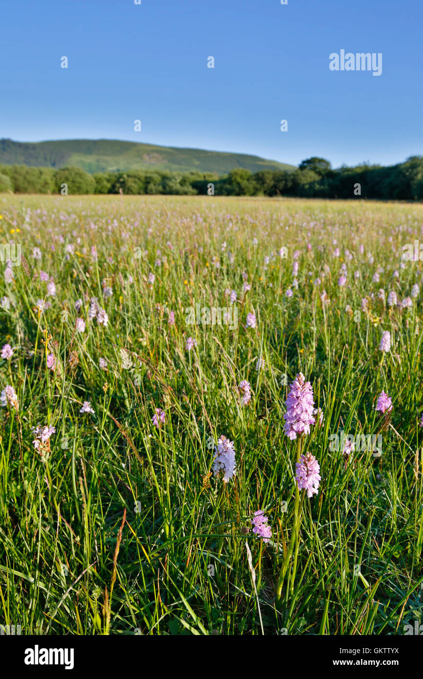 Chiudere Sartfield Riserva; Isola di Man; Regno Unito Foto Stock