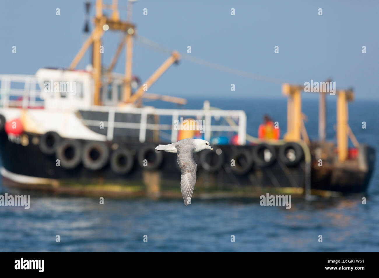 Fulmar; Fulmarus glacialis unico volo in Cornovaglia; Regno Unito Foto Stock