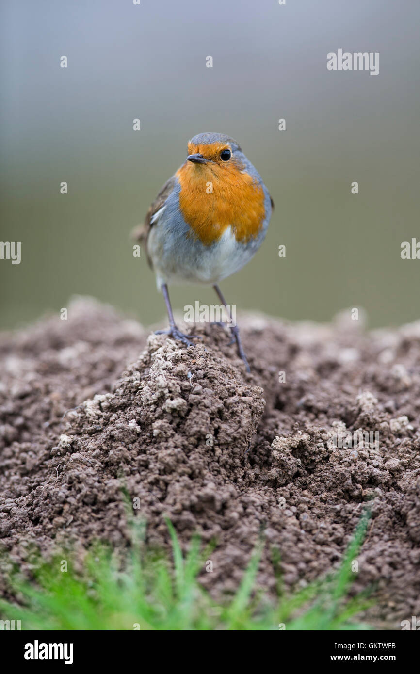 Robin; Erithacus rubecula singolo sulla Mole Hill Cornwall, Regno Unito Foto Stock
