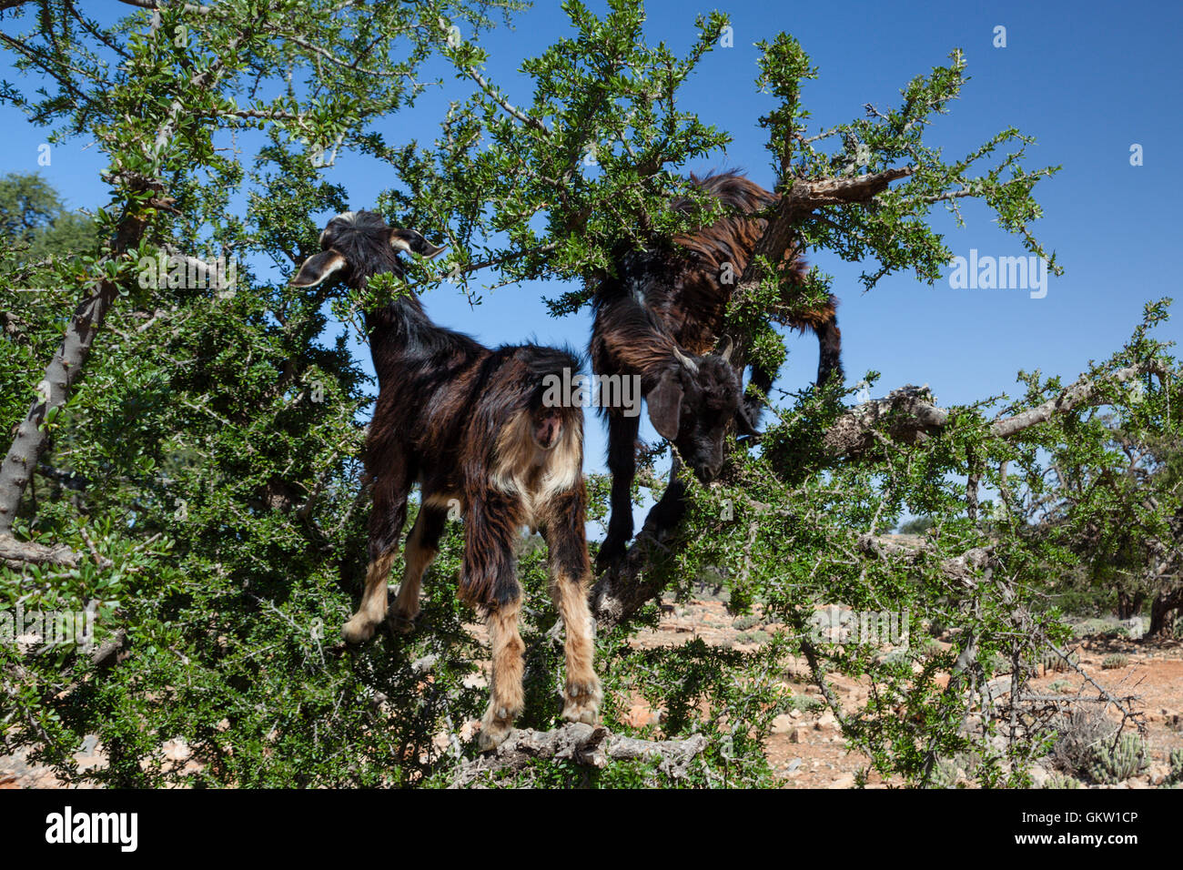 Caprini alimentazione su albero di Argan, Capra, Anti-Atlas, Marocco Foto Stock