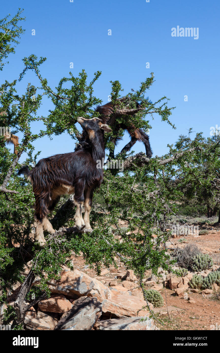 Caprini alimentazione su albero di Argan, Capra, Anti-Atlas, Marocco Foto Stock