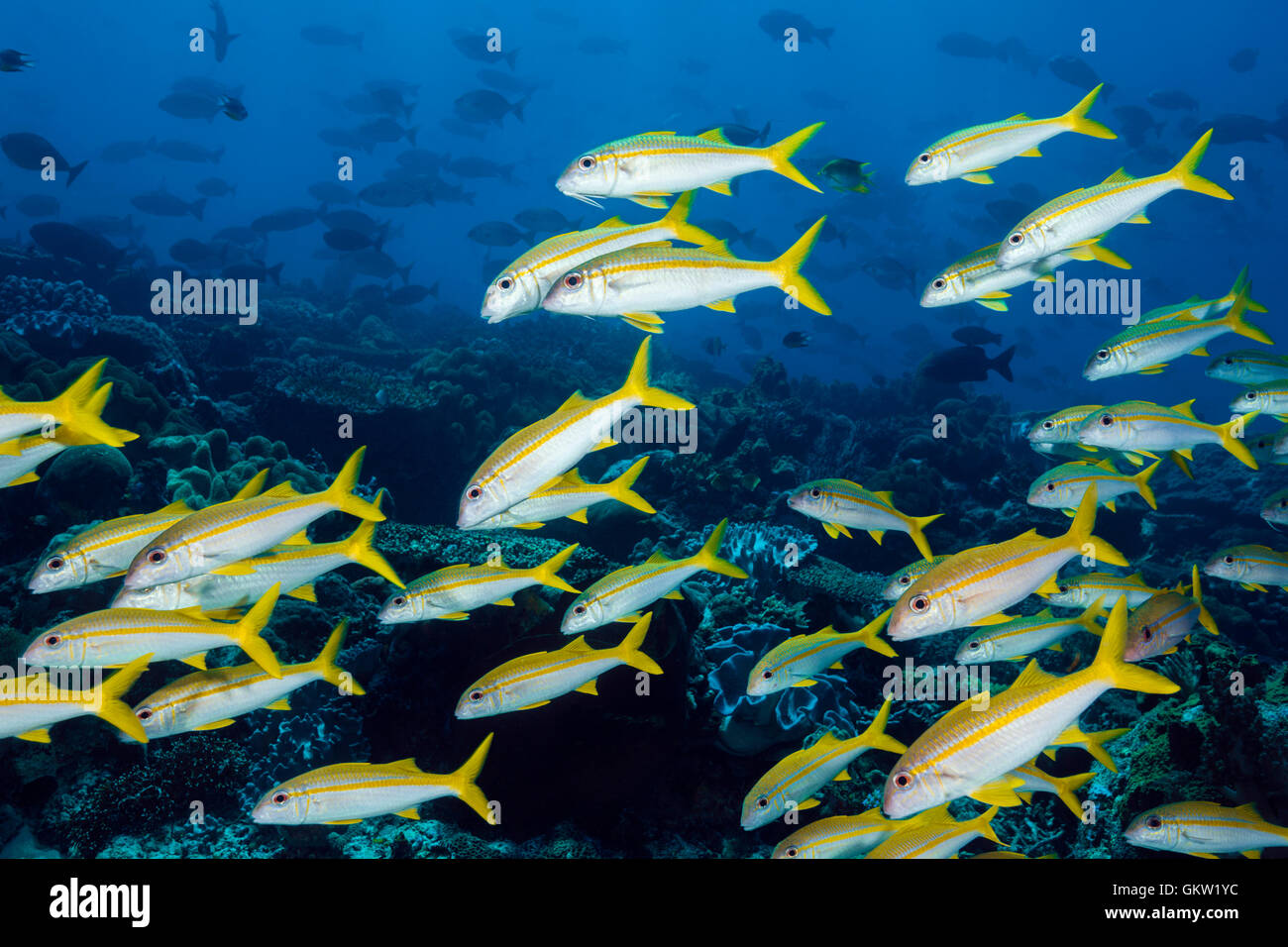 Secca di tonno albacora Goatfish, Mulloidichthys vanicolensis, AMBON, ISOLE MOLUCCHE, INDONESIA Foto Stock