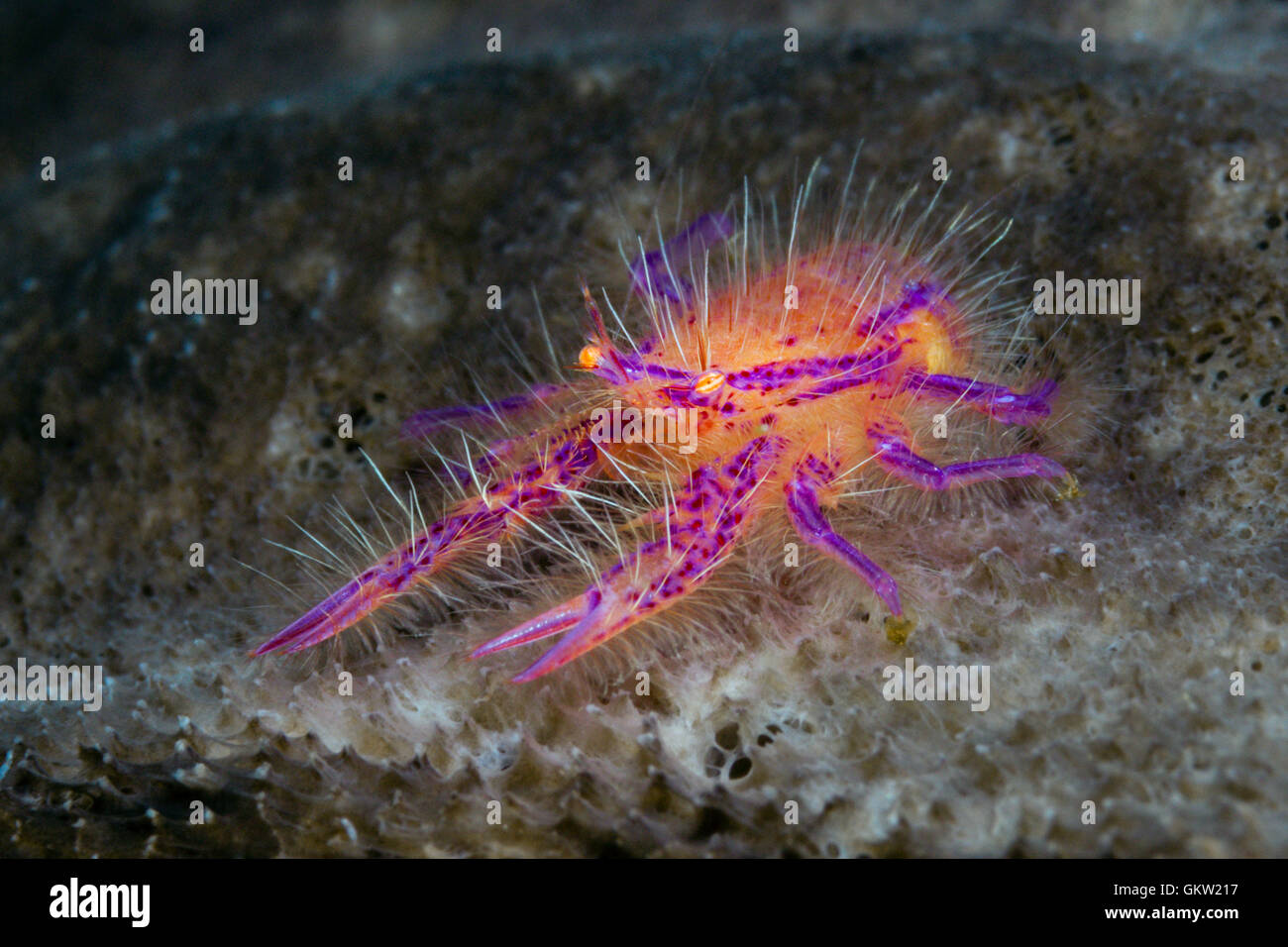 Hairy Squat Lobster, Lauriea siagiani, AMBON, ISOLE MOLUCCHE, INDONESIA Foto Stock