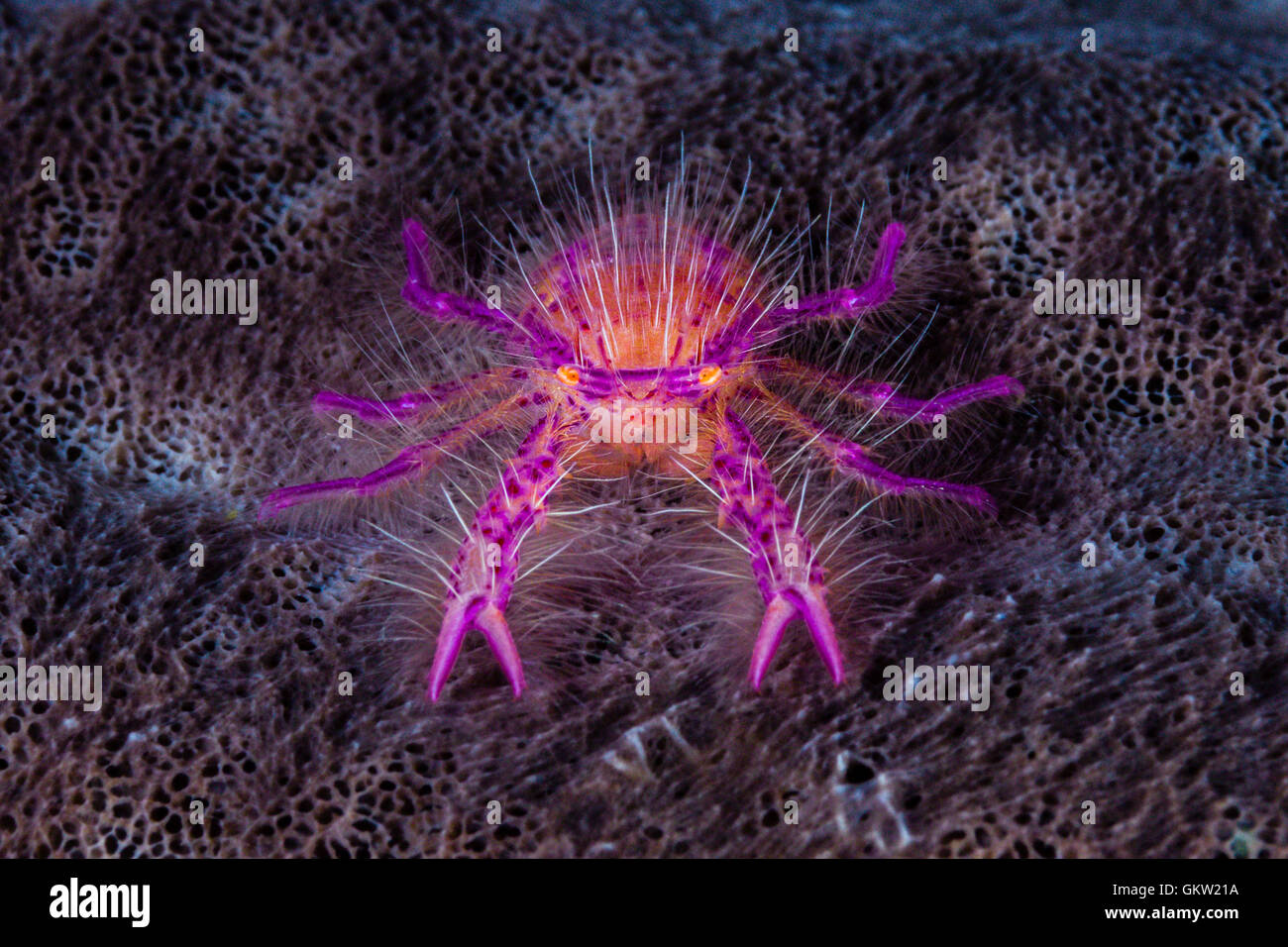 Hairy Squat Lobster, Lauriea siagiani, AMBON, ISOLE MOLUCCHE, INDONESIA Foto Stock