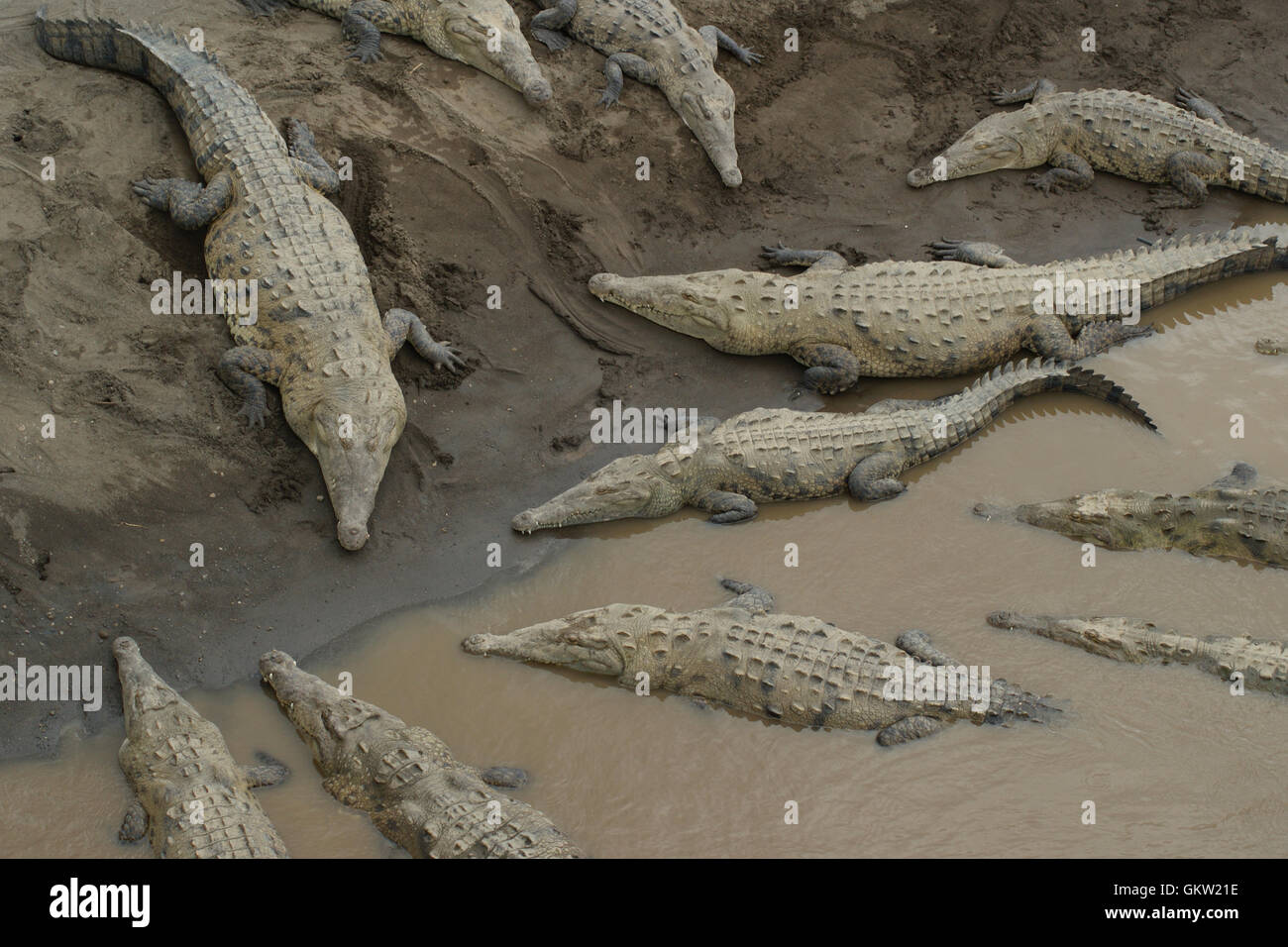 Gruppo di coccodrilli in corrispondenza di un fiume in Costa Rica Foto Stock