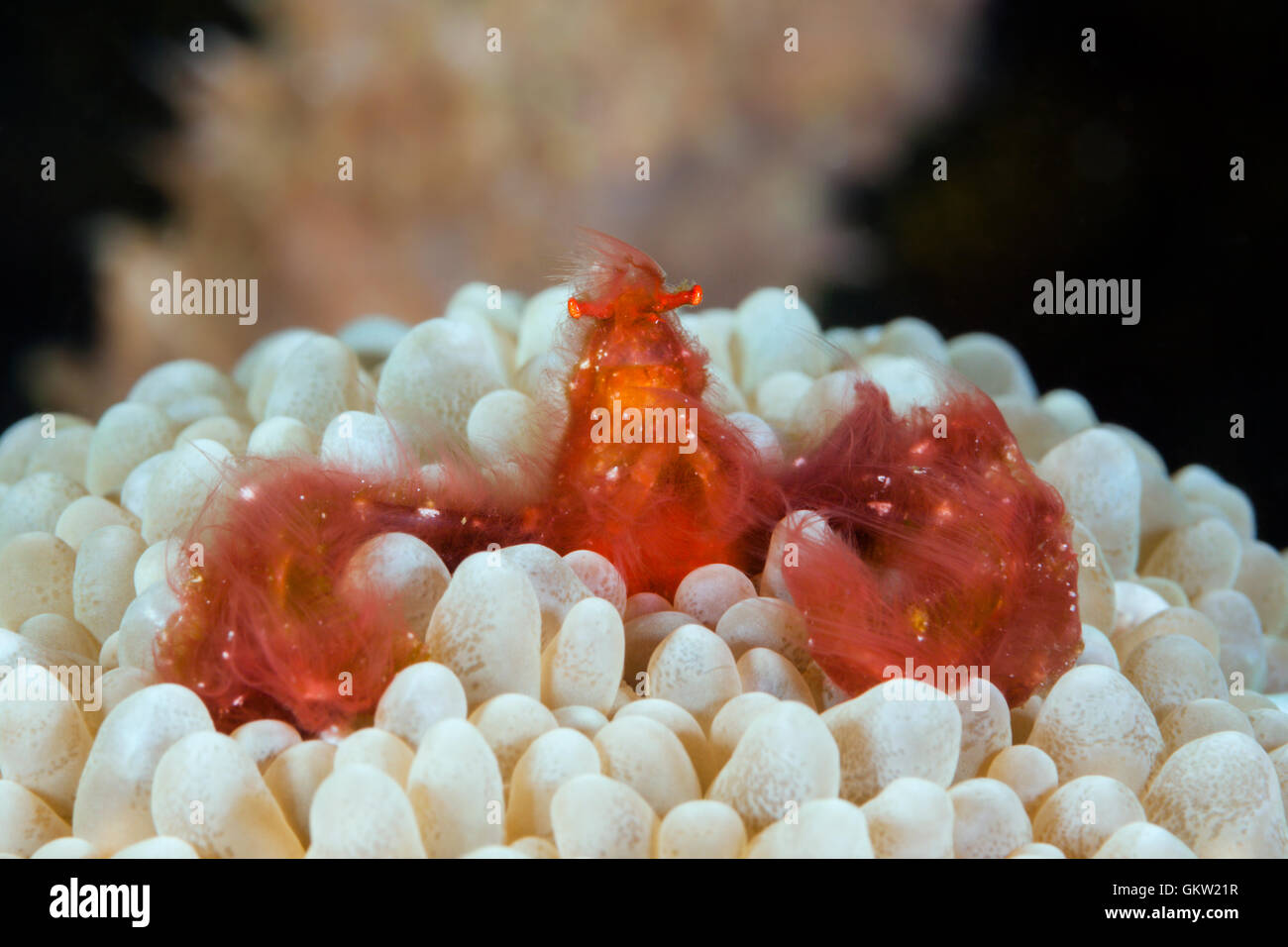 Il Granchio orangutan in bolla corallo, Achaeus japonicus, AMBON, ISOLE MOLUCCHE, INDONESIA Foto Stock