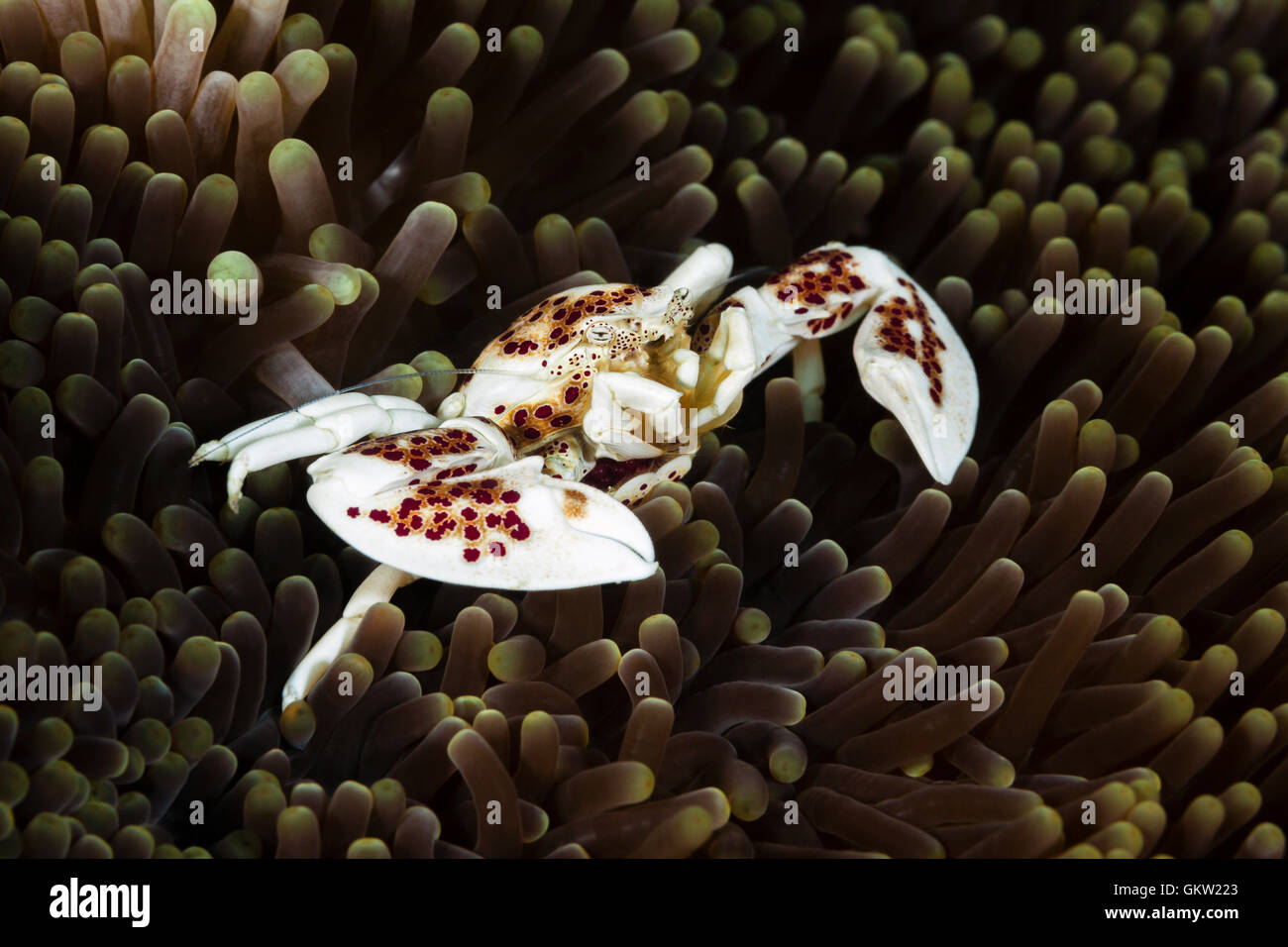 Il Granchio di porcellana in anemone marittimo, Neopetrolisthes oshimai, AMBON, ISOLE MOLUCCHE, INDONESIA Foto Stock
