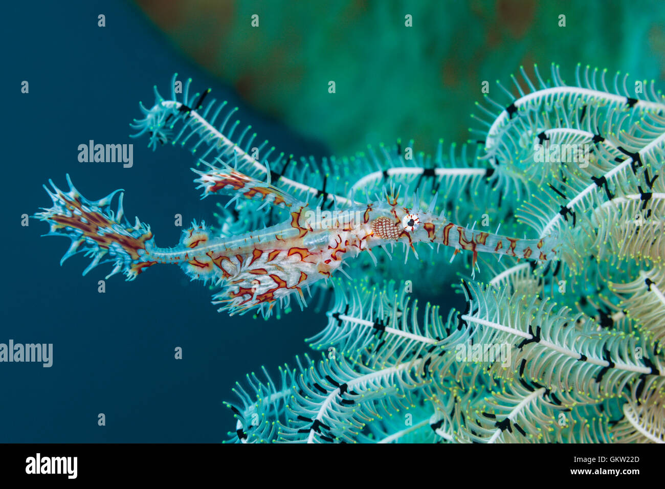 Arlecchino Ghost Pipefish, Solenostomus paradoxus, AMBON, ISOLE MOLUCCHE, INDONESIA Foto Stock